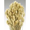 PHALARIS Natural 24"